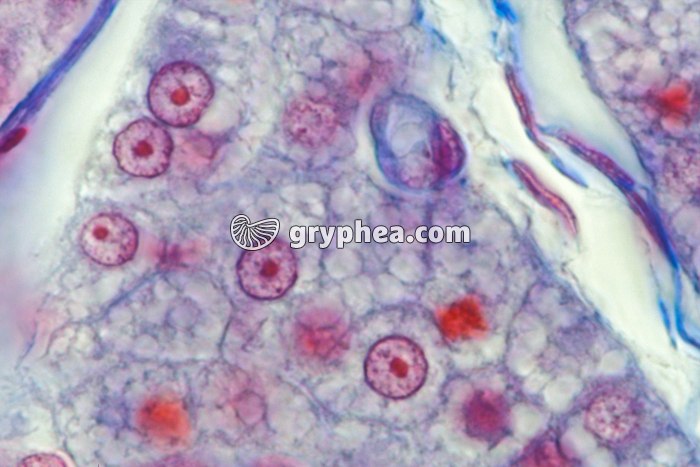 Cellules intersticielles Lapin x400 - gryphea.org